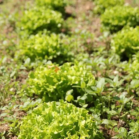 Quinta Das Flores Sintra